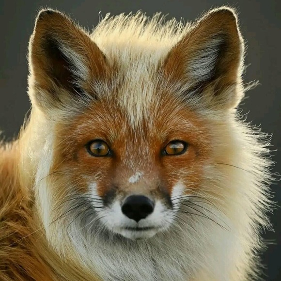 π - Picture 2 of 16